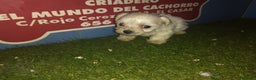 Bichón Maltés perros en venta: cachorros de bichon maltes  en Madrid - Anuncio 2