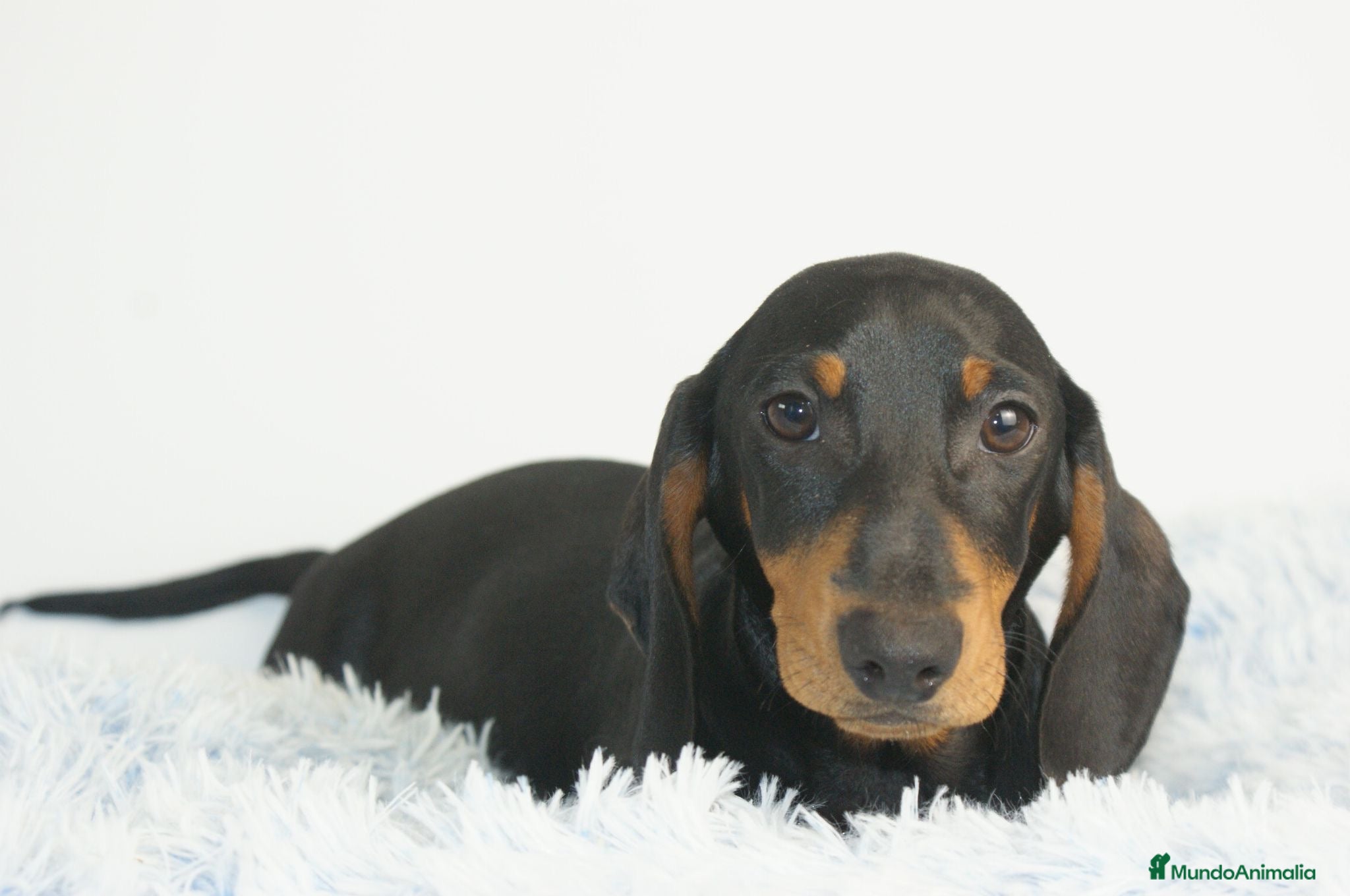 Teckel Miniatura perros CACHORRITO DE TECKEL MINIATURA N/F - Anuncio 1