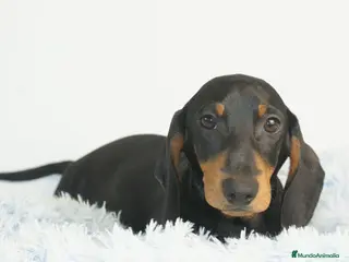 Teckel Miniatura perros CACHORRITO DE TECKEL MINIATURA N/F - Anuncio 1