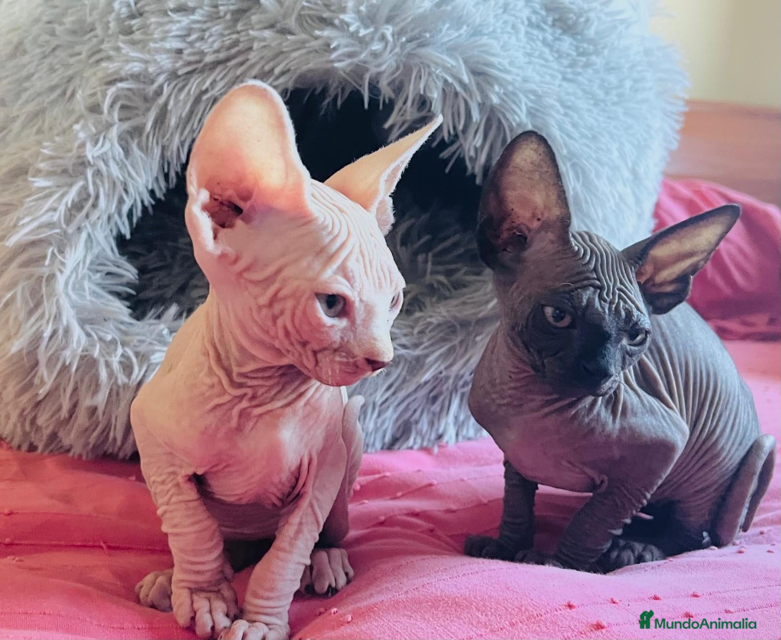 Sphynx gatos Gatitas sphynx color blanco y negro - Anuncio 1