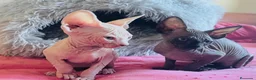 Sphynx gatos en venta: Gatitas sphynx color blanco y negro - Anuncio 1
