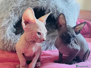 Sphynx gatos Gatitas sphynx color blanco y negro - Anuncio 1