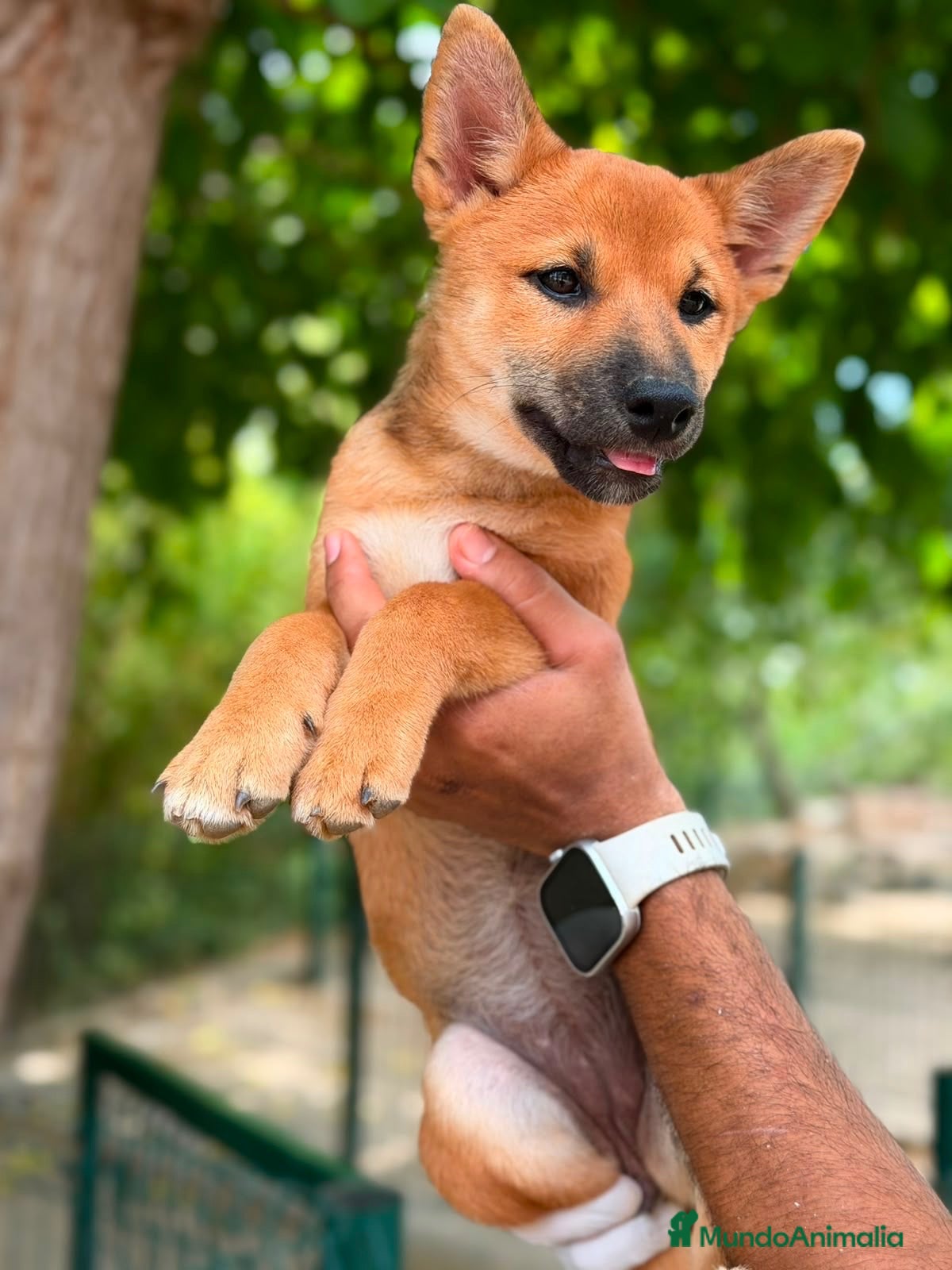 Shiba Inu perros Hembra Shiba Inu 🩷🐾 - Anuncio 1