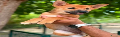Shiba Inu 1