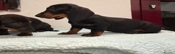 Teckel perros en venta: TECKELS EXCLUSIVOS - Anuncio 5