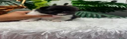 Pomerania perros en venta: POMERANIA - Anuncio 3