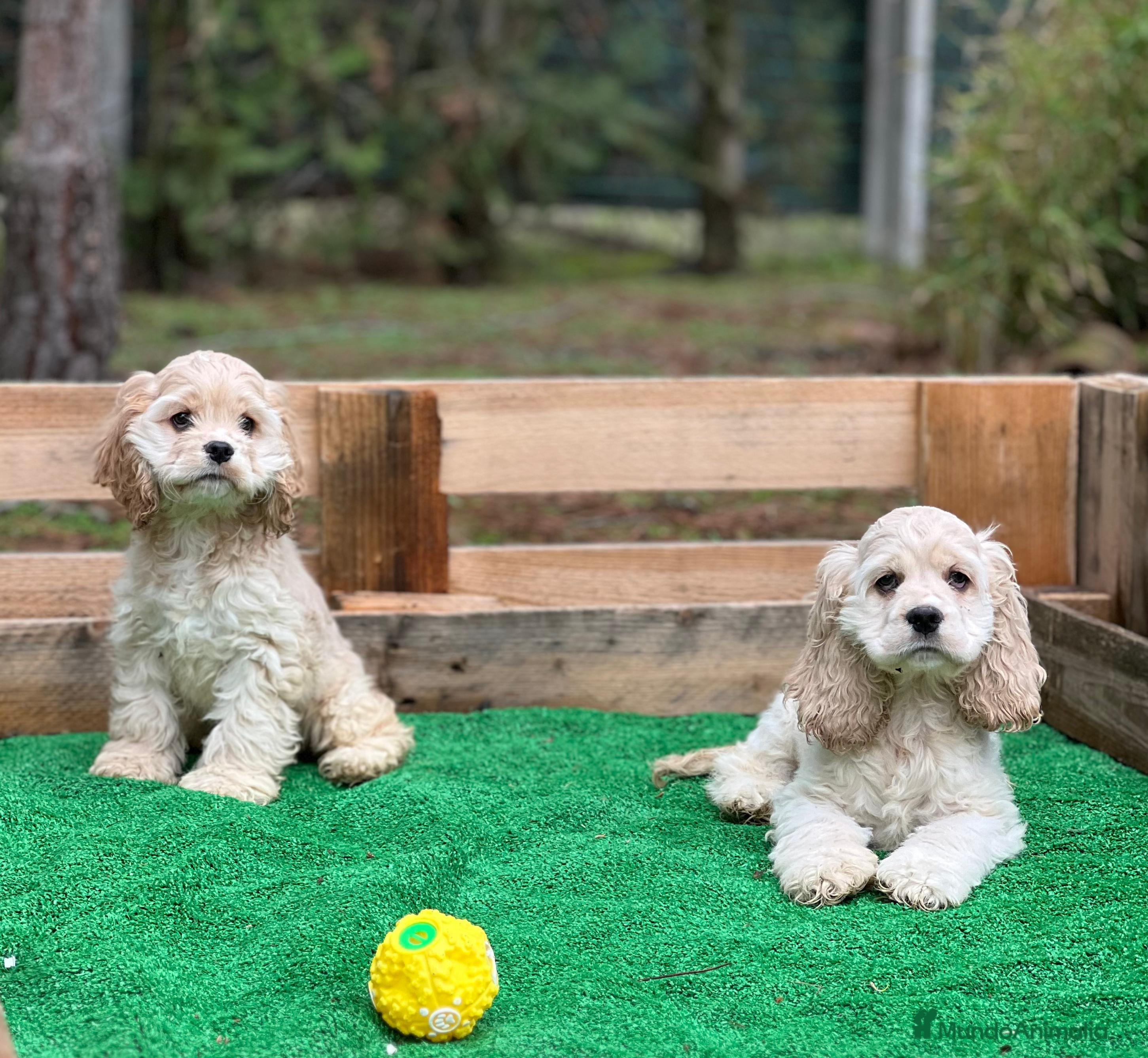 Cocker Spaniel Inglés perros Cocker spaniel - Anuncio 3