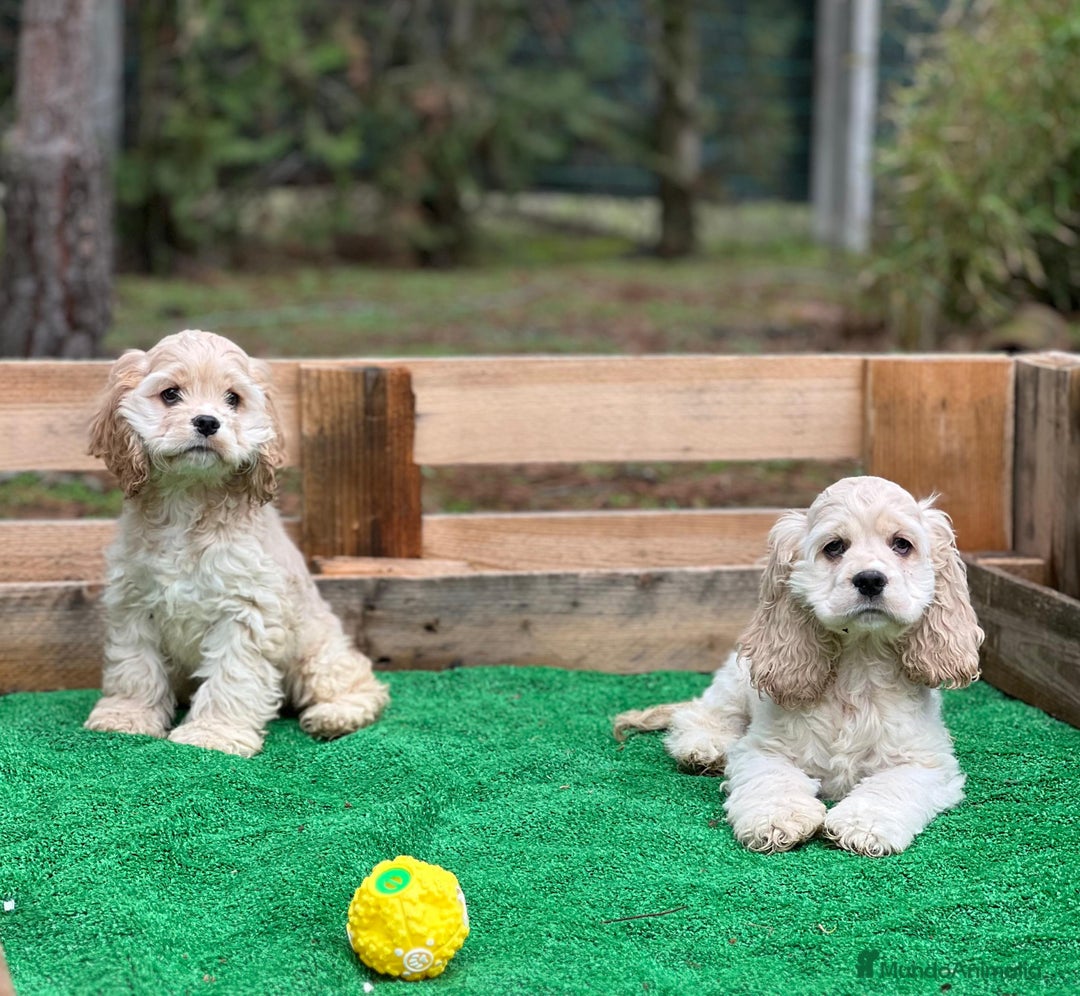 Cocker Spaniel Inglés perros en venta: Cocker spaniel - Anuncio 1