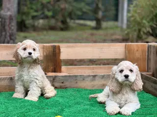 Cocker Spaniel Inglés perros Cocker spaniel - Anuncio 5