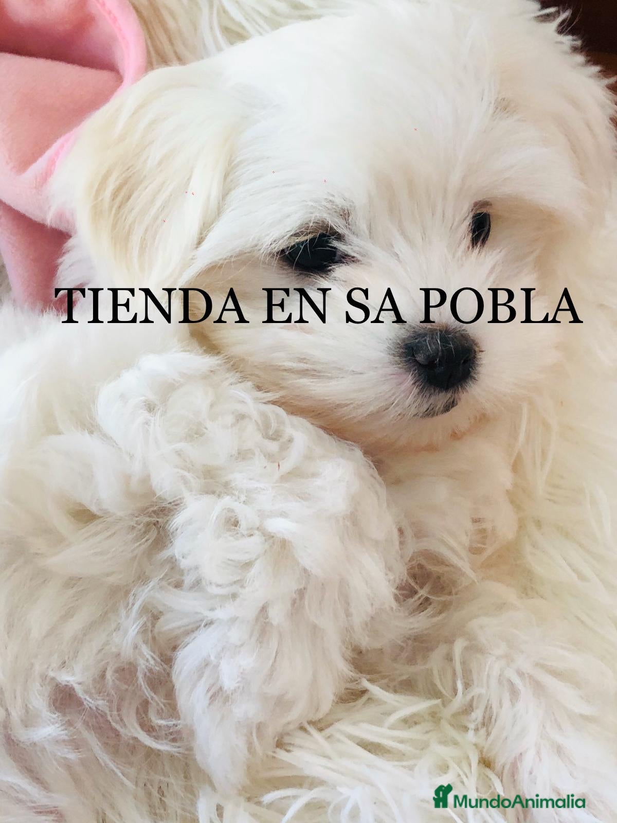 Bichón Maltés perros Bichon maltes - Anuncio 1