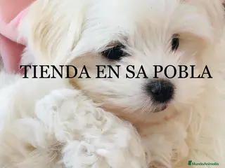 Bichón Maltés perros Bichon maltes - Anuncio 1