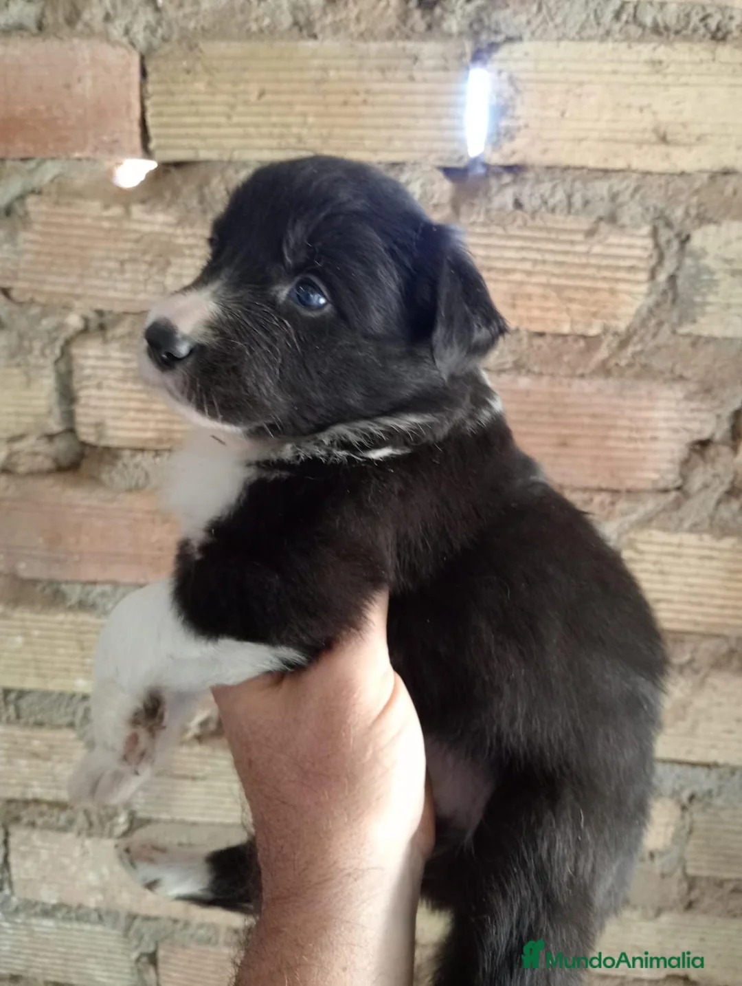 Border Collie perros en venta: Bordes collie  - Anuncio 2