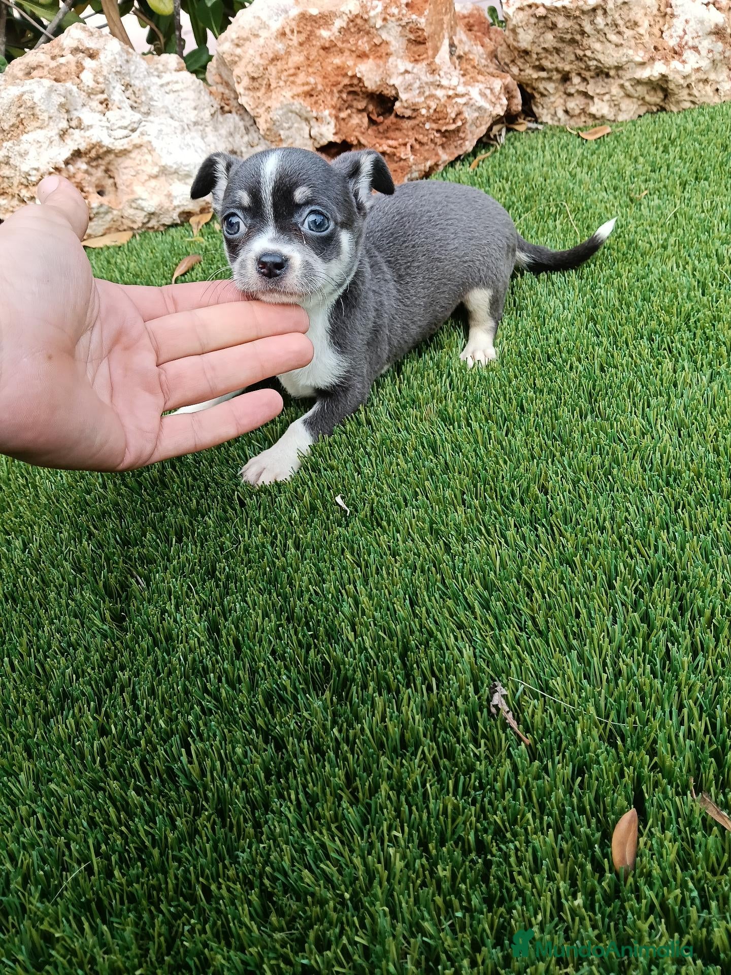 Chihuahua perros Hembrita de Chihuahua Blue - Anuncio 2