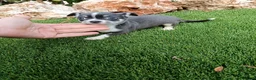 Chihuahua perros en venta: Hembrita de Chihuahua Blue - Anuncio 1
