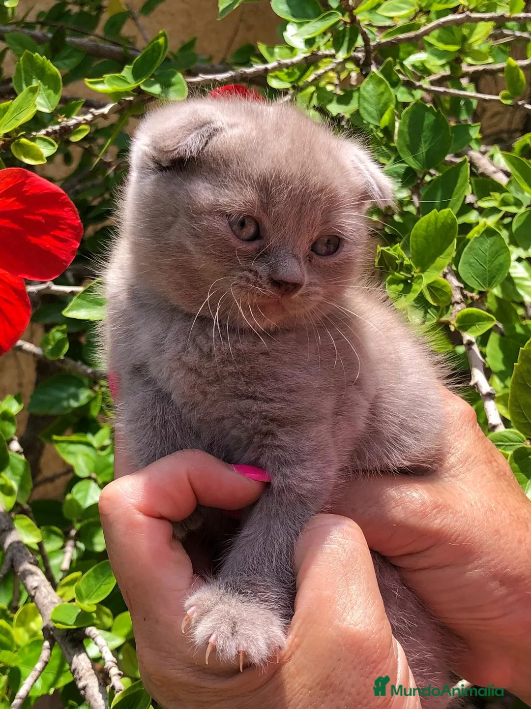 Scottish Fold gatos en venta: GATITOS SCOTTISH FOLD - Anuncio 1