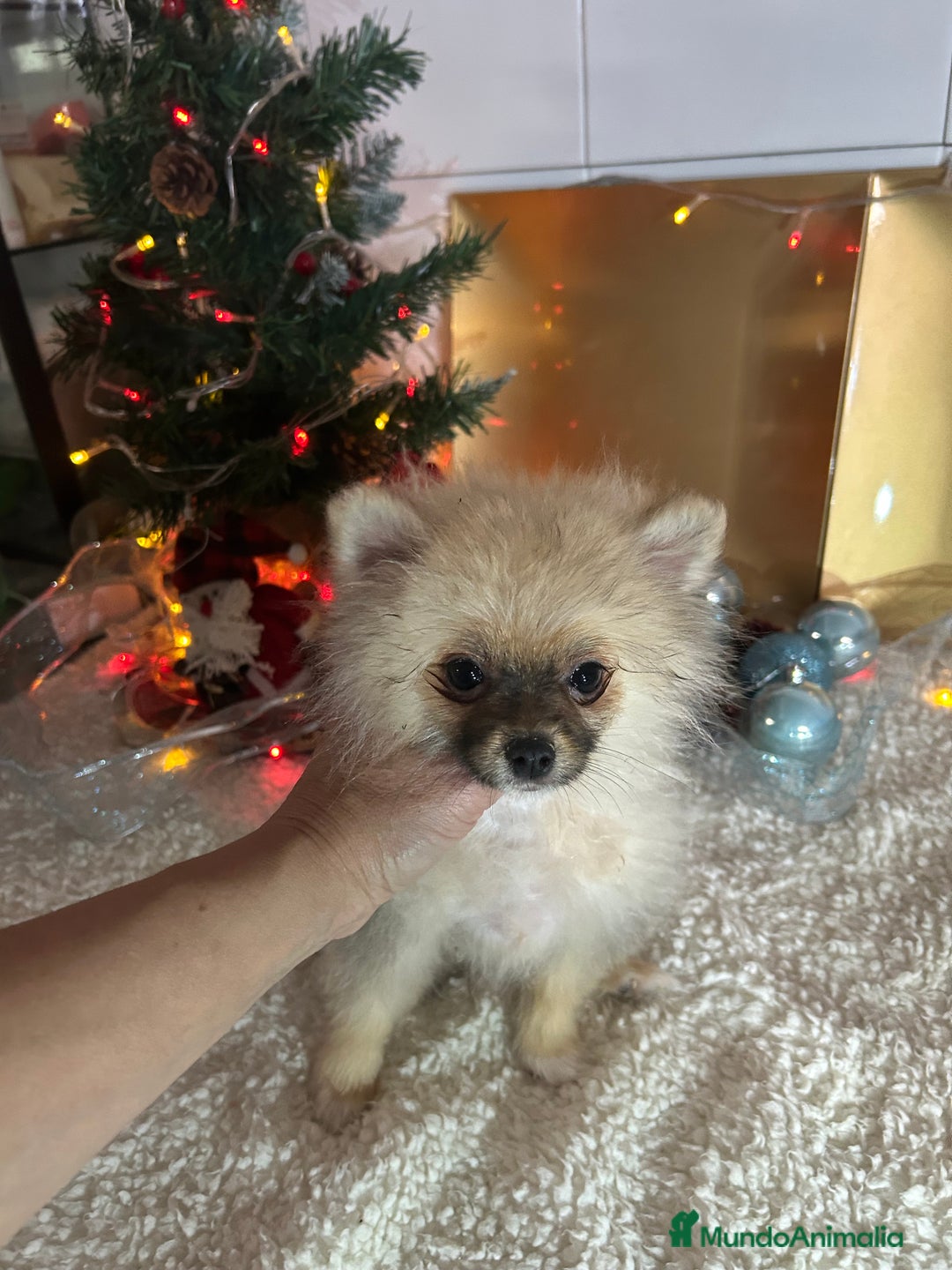 Pomerania perros en venta: Pomerania hembra - Anuncio 2