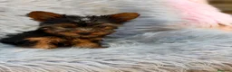 Yorkshire Terrier perros en venta: Yorkshire Toy macho  - Anuncio 14