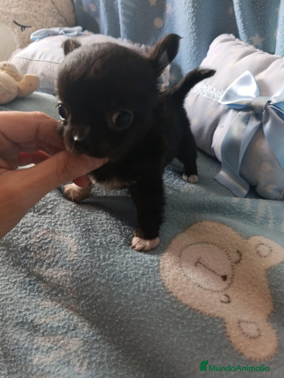 Chihuahua perros ‼️‼️PRECIOSA CAMADA DE CHIHUAHUAS TAMAÑO MINI  - Anuncio 5