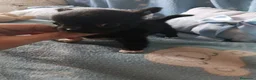 Chihuahua perros en venta: ‼️‼️PRECIOSA CAMADA DE CHIHUAHUAS TAMAÑO MINI  - Anuncio 1