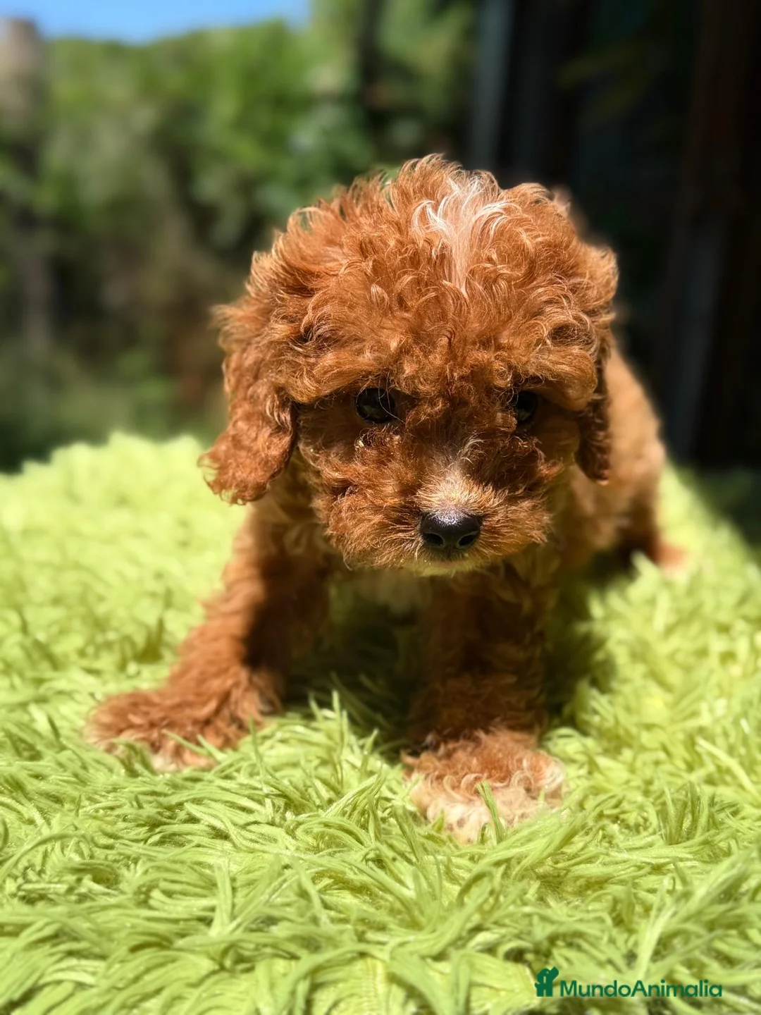 Cavapoo perros en venta: CAVAPOO ROJO - Anuncio 9
