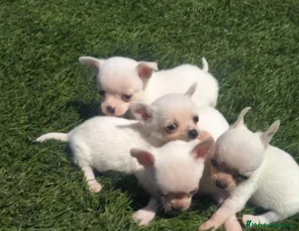 Chihuahua perros chihuahua toy - Anuncio 1