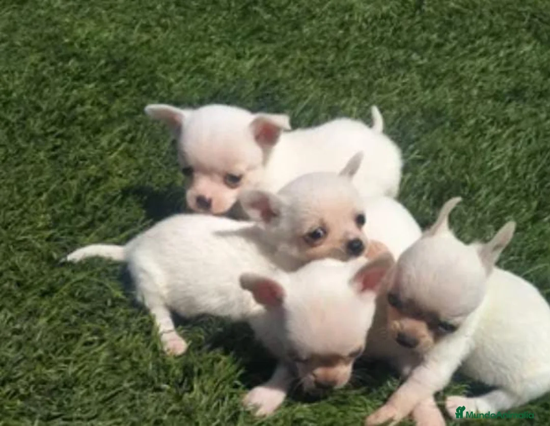 Chihuahua perros en venta: chihuahua toy - Anuncio 1