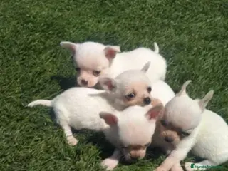 Chihuahua perros chihuahua toy - Anuncio 1