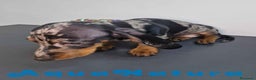 Teckel Miniatura perros en venta: Camada Teckel Merle Arlequin - AQUANATURA en Barcelona - Anuncio 12