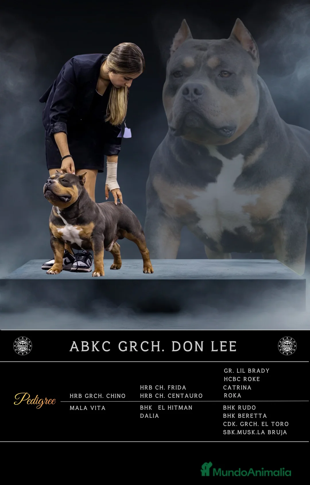 American Bully perros para monta: ABIERTO A MONTAS MACHO DE AMERICAN BULLY POCKET en Cantabria - Anuncio 6