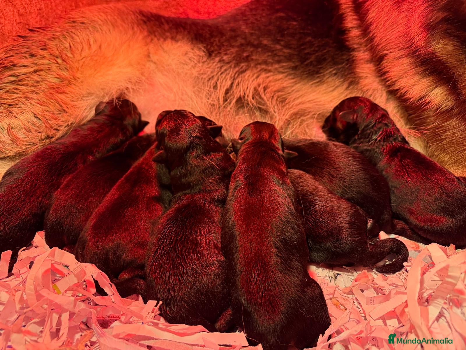 Pastor Alemán perros pastor aleman Valencia Madrtid - Anuncio 2