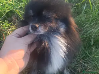 Pomerania perros Macho pomerania de un año y pico - Anuncio 3