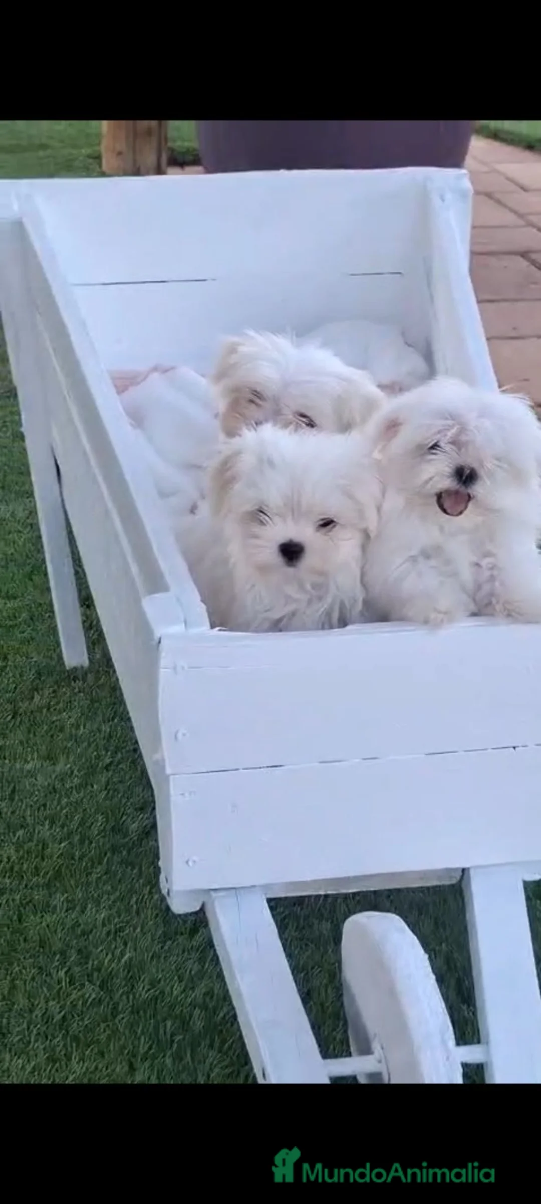 Bichón Maltés perros en venta: Hembra bichon maltés coreana  - Anuncio 5