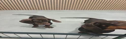 Teckel Miniatura perros en venta: Teckel Mini chocolate machos  - Anuncio 2