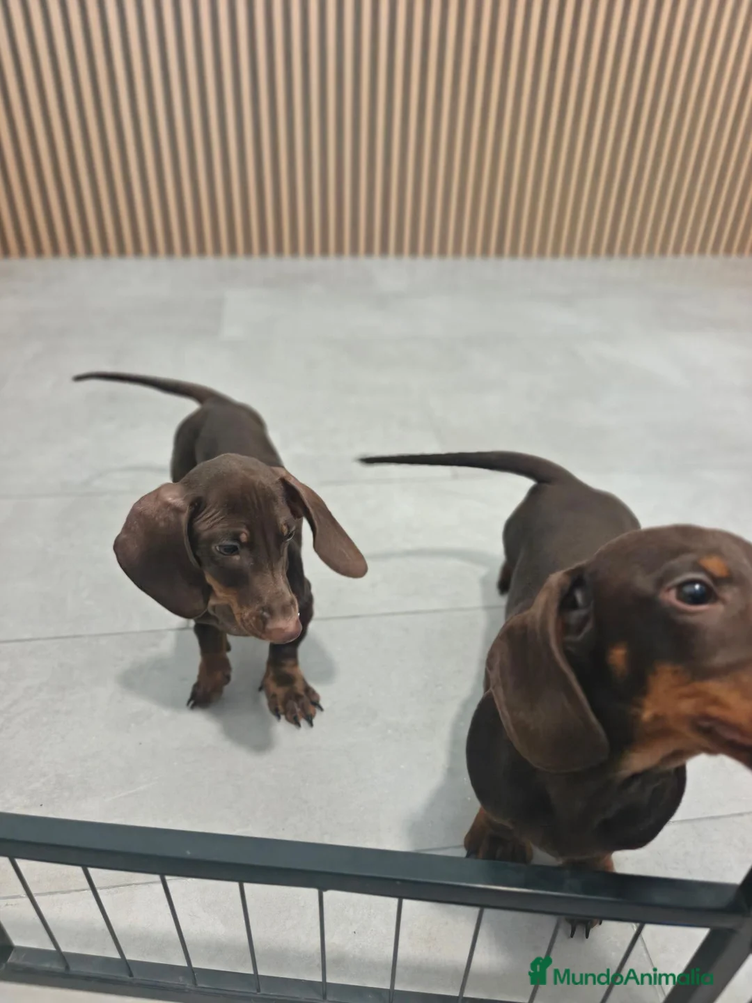 Teckel Miniatura perros en venta: Teckel Mini chocolate machos  - Anuncio 2