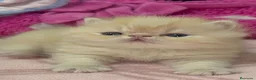 Persa gatos en venta: GATOS PERSAS/HIMALAYOS - Anuncio 5