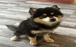 Pomsky perros en venta: Pomsky miniatura f5 - Imagen 3