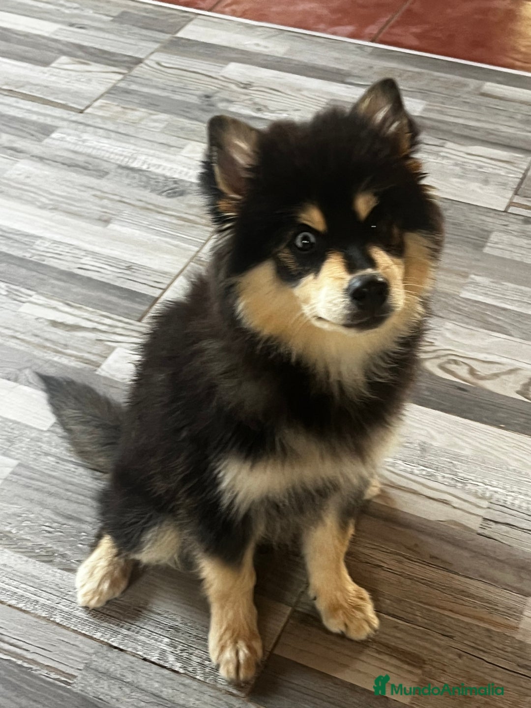 Pomsky perros en venta: Pomsky miniatura f5 - Imagen 3