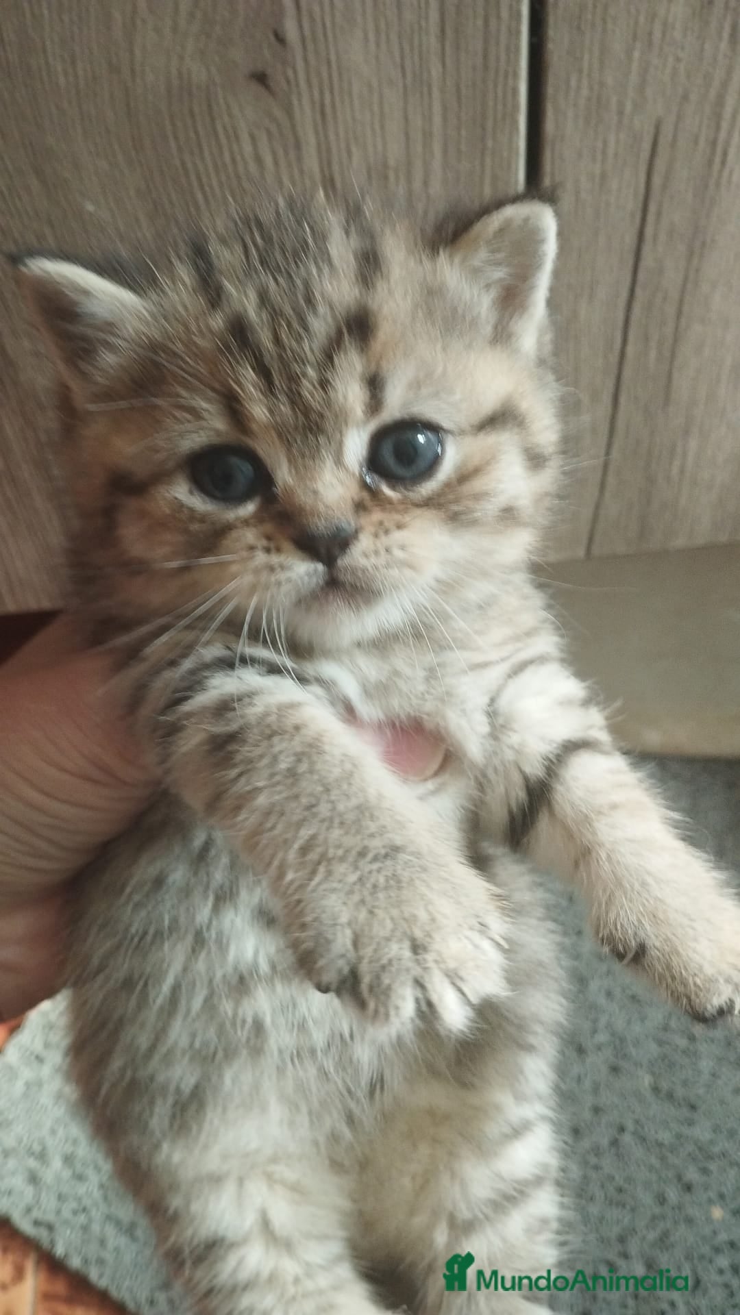Británico de Pelo Corto gatos Macho y hembra de British  - Anuncio 3