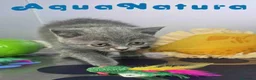 Británico de Pelo Corto Azul gatos en venta: British Hembra 6341 AQUANATURA - Anuncio 5