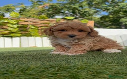Caniche Toy perros en venta: CANICHE TOY MACHO - Imagen 10