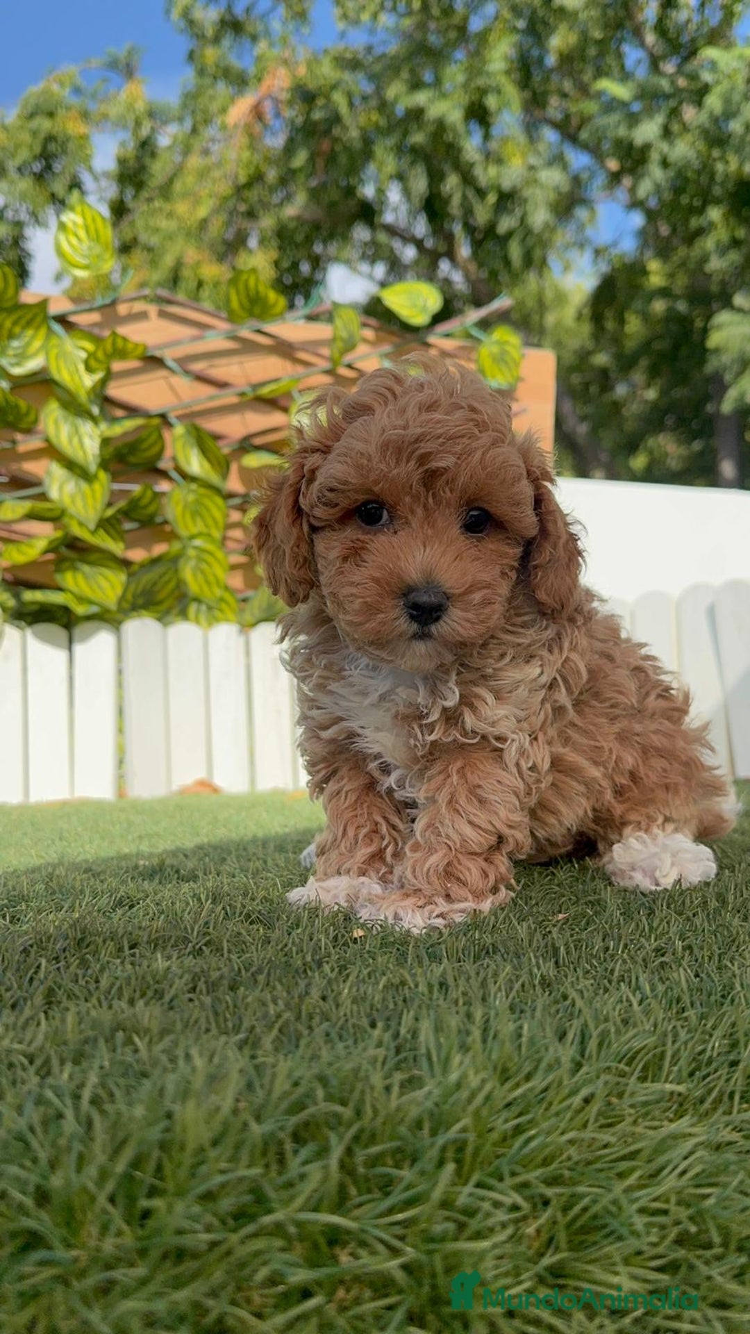 Caniche Toy perros en venta: CANICHE TOY MACHO - Imagen 10