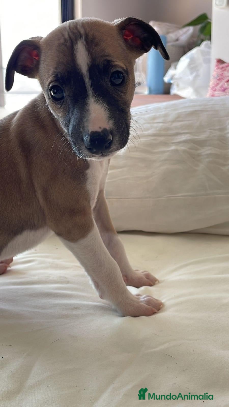 Whippet perros en venta: WHIPPET DISPONIBLES  - Anuncio 3