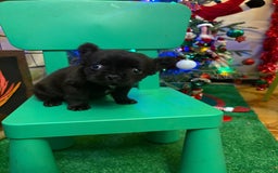 Bulldog Francés perros en venta: Último bulldog francés Fufly!! - Anuncio 4