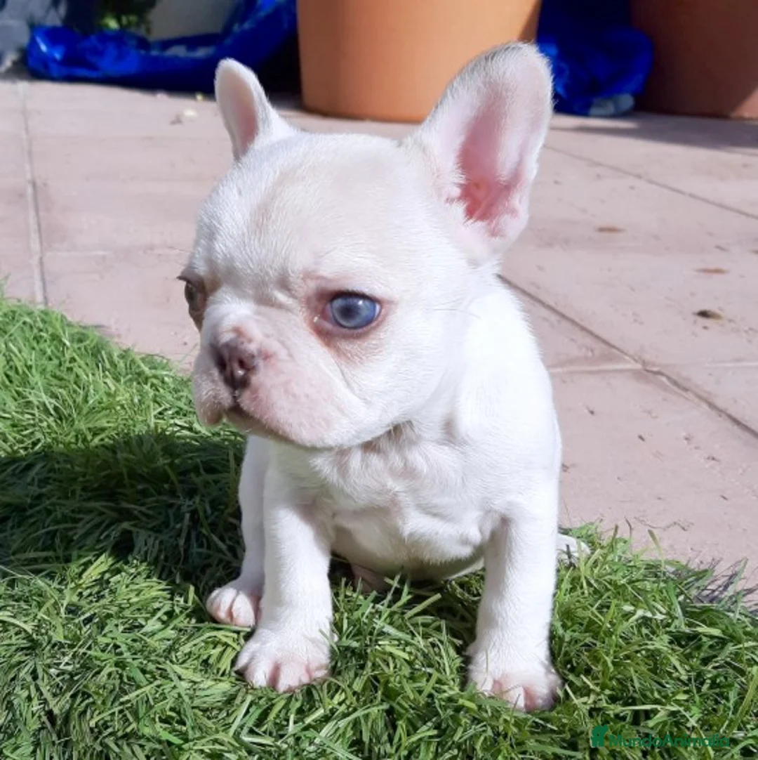 Imagen de galería {{count}}