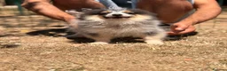 Pomerania perros en venta: POMERANIA MACHOS DISPONIBLES ENTREGA INMEDIATA - Anuncio 2