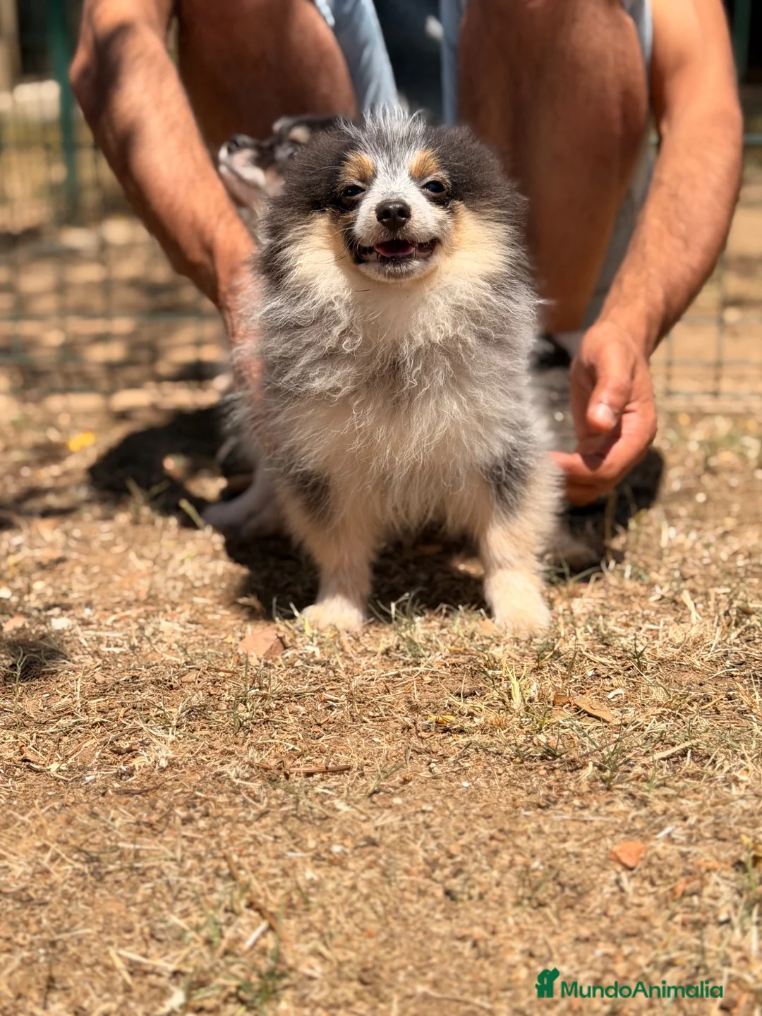 Pomerania perros en venta: POMERANIA MACHOS DISPONIBLES ENTREGA INMEDIATA - Anuncio 2