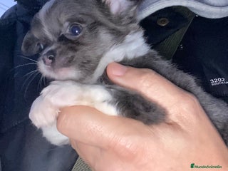 Chihuahua perros Hembrita pelo largo exotica - Anuncio 12