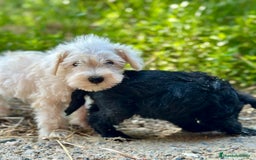 Schnauzer Miniatura perros en venta: SCHNAUZER MINIATURA DISPONIBLES - Imagen 2