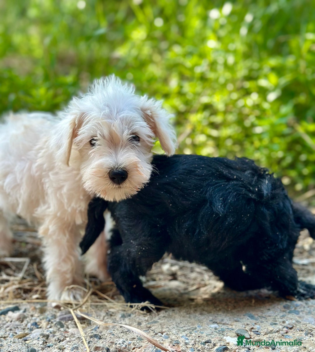 Schnauzer Miniatura perros en venta: SCHNAUZER MINIATURA DISPONIBLES - Imagen 2
