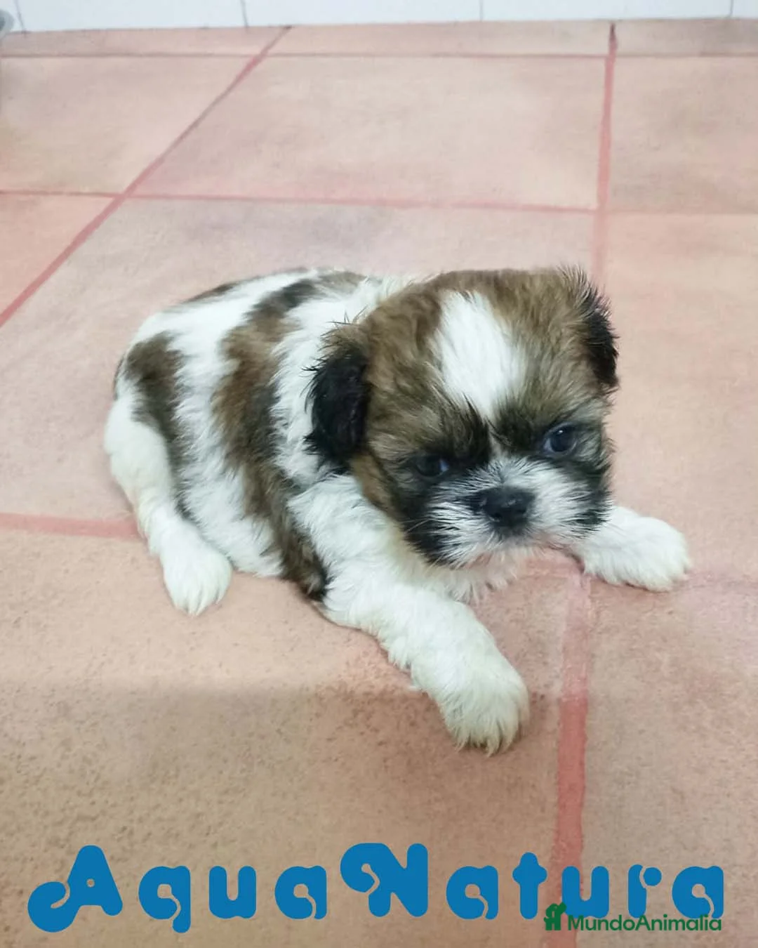 Shih Tzu perros en venta: Shih Tzu Hembra de Agata y Newman 1985  - Anuncio 4
